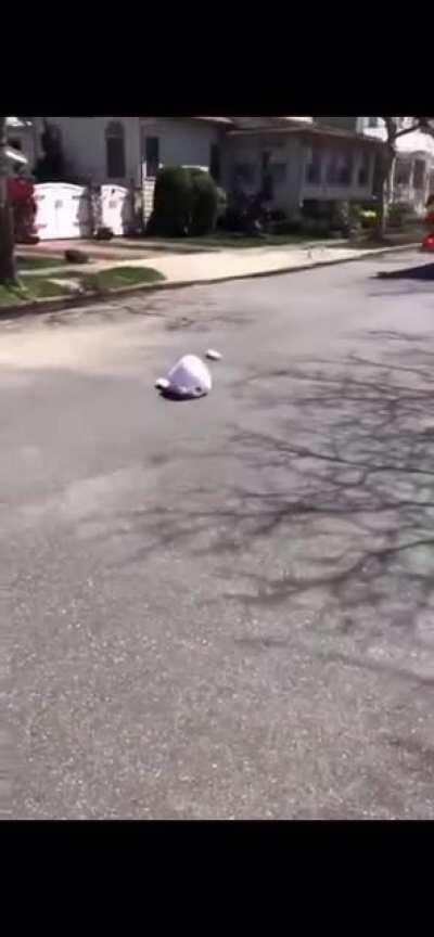 Easter Bunny gets decapitated.