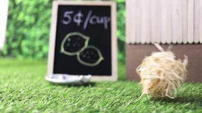 My cat Broccoli trying to sell lemonade in a cat sized stall!