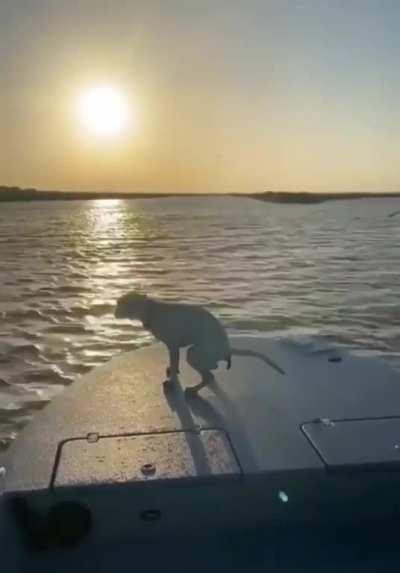 Bring you dog for a boat ride, they said... It will be fun, they said...