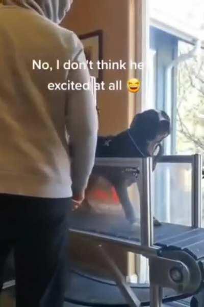 Радость собакена на приобретённую беговую дорожку