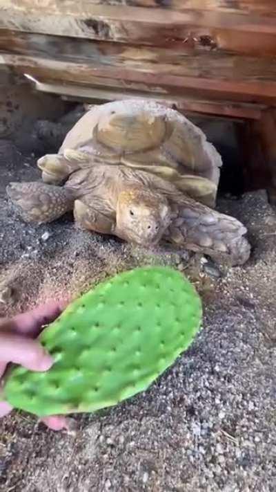 Big Ike loves cactus leaves
