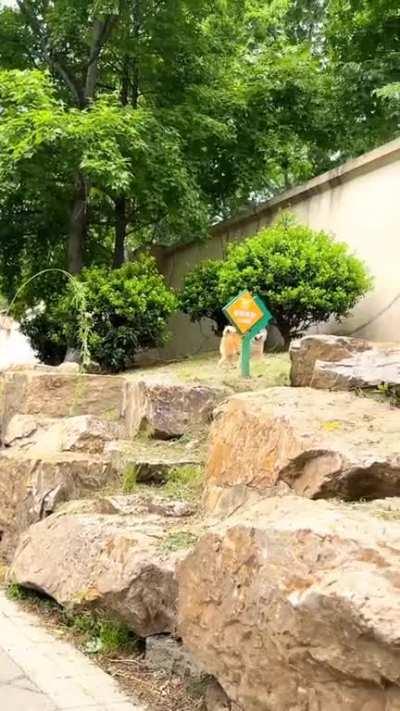 Очковый пёс