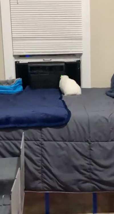 An hour ago he was thumping at me about bringing home his new little sister. He seems to be in a MUCH better mood...