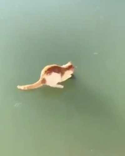 So close yet so far. 🐟🐈