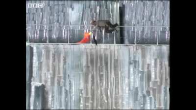 Dugga Doo Jumps Into the Doctor's Timestream (THIS TOOK ME OVER WEEK TO ANIMATE AND COMPOSITE. PLEASE TELL ME THIS ISN'T TOO MUCH OF A MEME TO POST HERE)