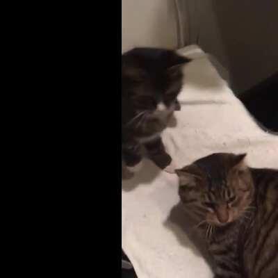 Don’t touch my brother!#04