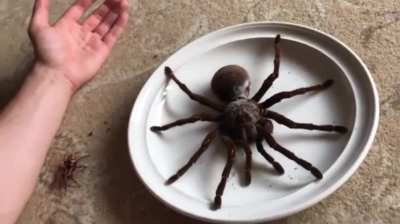 🔥The Goliath Birdeater - the world's largest spider by mass and body length, with a leg span of up to 12 inches and a weight of over six ounces. Despite its name, it rarely eats birds, but it can and occasionally does.