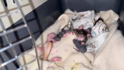 This is how she feed the baby