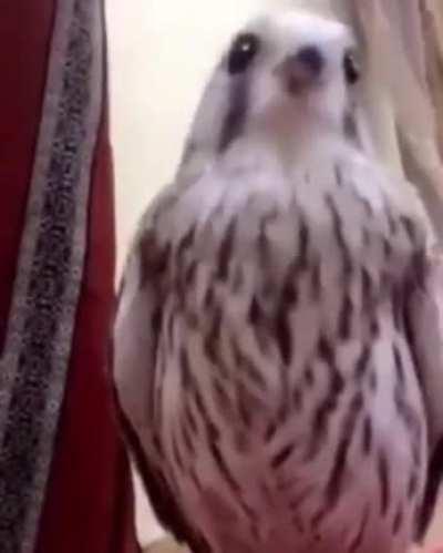 Least patriotic creature in Iraq