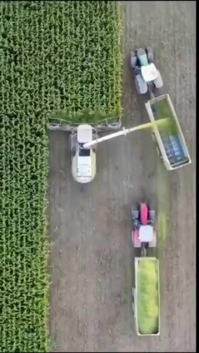 Colheita satisfatória