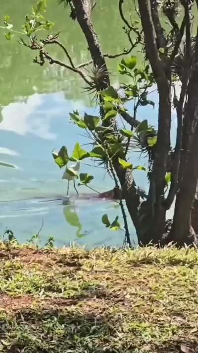Filmaron a una garza surfeando sobre un carpincho en los Esteros del Iberá
