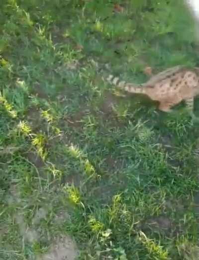 He identifies as dog