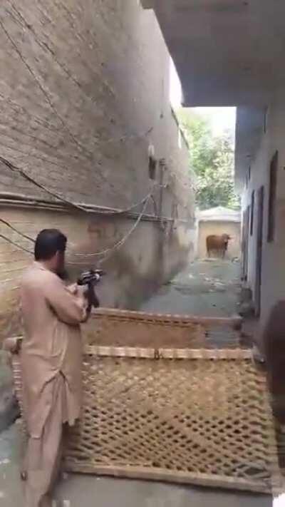 After a poor kitten, its turn of a poor cow in Pakistan