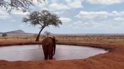 Elephant goes to drink some water...