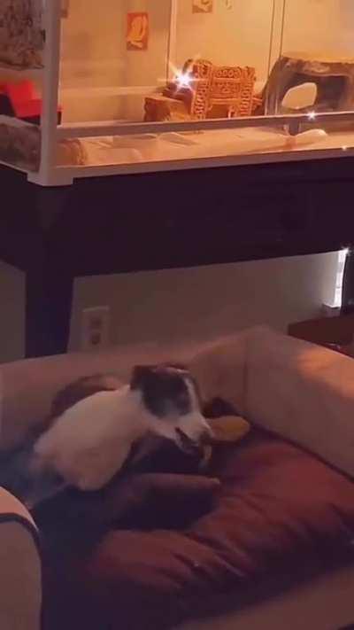 Hit-lizard strikes from above