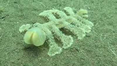 This creature on Indonesian sea floor