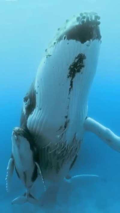 Echelon swimming is a common position of mother-calf pairs whereby the calf is in very close proximity to its mother's mid-lateral flank and provides calves with hydrodynamic benefits.