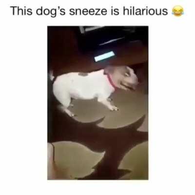 A dog's sneeze is hilarious