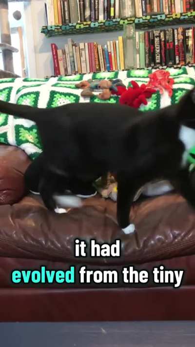 A little something for Throwback Thursday. Editing Harpo videos is easier without The Meows.