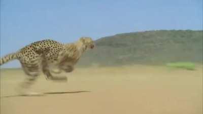 🔥 Cheetah accelerating to over 100 km/h (62.0 mph).
