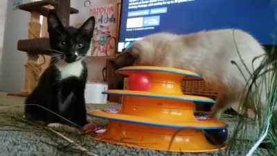 our new precious girls