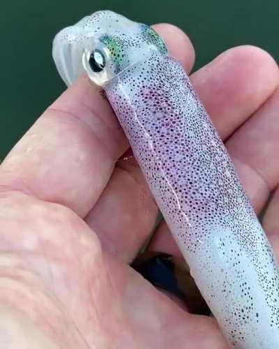 Chromatophores on a squids back.
