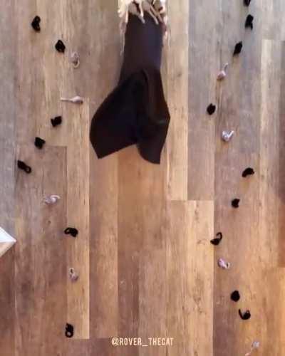 How the clan leaders must feel after coming back with their nine lives from StarClan