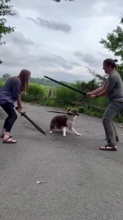 If dogs had opposable thumbs, they'd be even nerdier than us