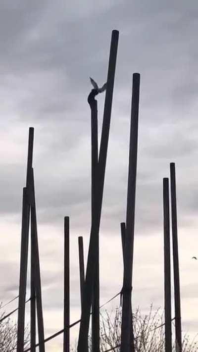 This is the first time I saw a monkey beat a seagull to death