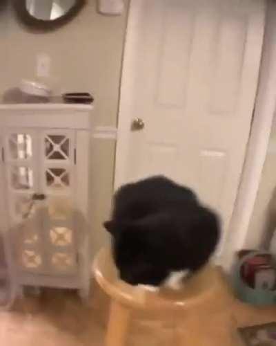 Gato dusteb 🥶😺🦾