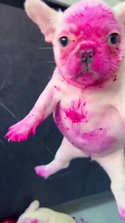 I didn’t steal eating , I just dyed myself!
