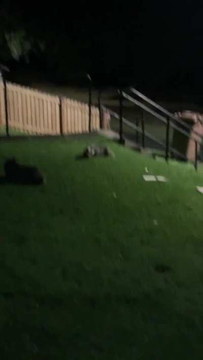 See these locals every night