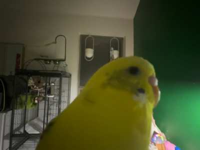 Bird ASMR(.5 edition)