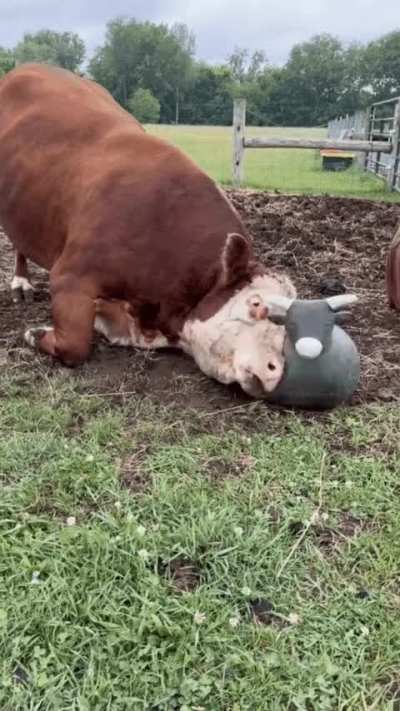 Bull ball gets squished