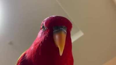 Me staring at GME ticker during dip days