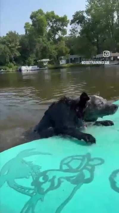 He just wanted to be a crocodile