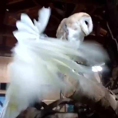 Party Parrot gets back from party and disrupts his night owl roommate’s studying