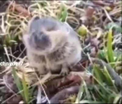 They blow up so fast