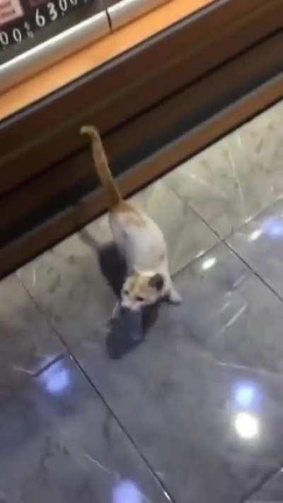 Feeding Rare Customer