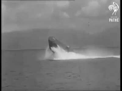 USS Pickerel (SS-524)