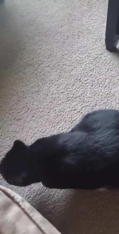 She doesn't like when you sniff around her