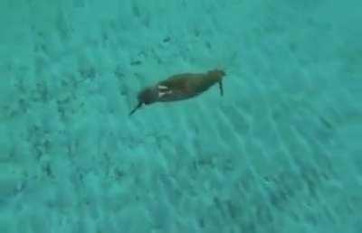 Day 5 of posting memes without moderators consent