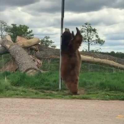 Tesla Bears today (SOUND ON)