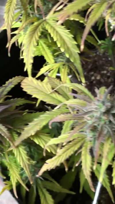 Ya cortarian ? O le darian una semana mas ? 