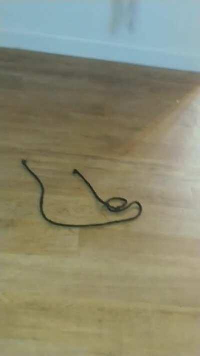 My coworker's cat while playing with a shoe string