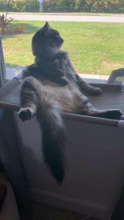 Honestly, it’s over a minute of him just sitting like this because I’m that kind of cat mom. I hope Oliver’s apathy and floof brighten your day.