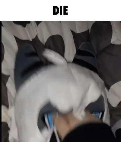 tiger shark is no more