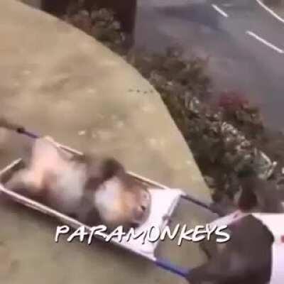 The Mucas: As aventuras abobalhadas do mamacolol