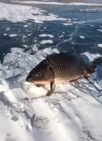 Карп вышел лично отвесить пиздюлей рыбаку