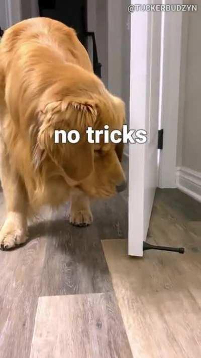 Hekkin Wiggle Weenie